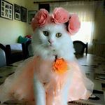 Profile Picture of misbah_shaikh (@misbah_shaikh_26) on Instagram