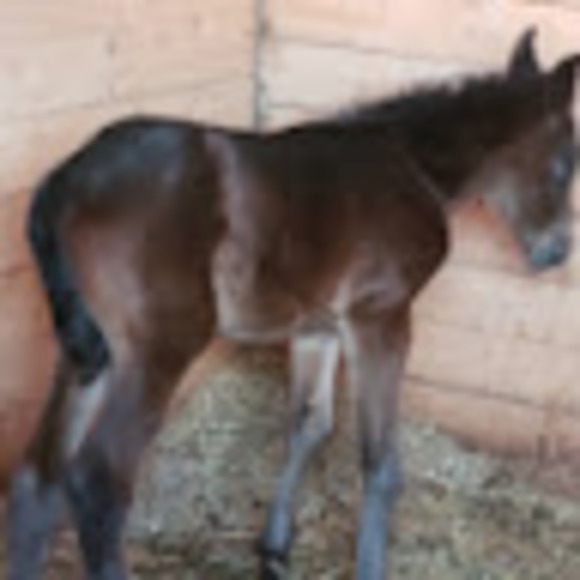 Profile Picture of Madison Addario (@luckyhorse04) on Poshmark