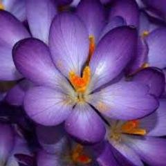 Profile Picture of Lolita Miranda Coss (@lolityj) on Twitter