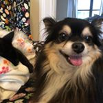 Profile Picture of Kitty & Curtis (@kittyandcurtis) on Instagram