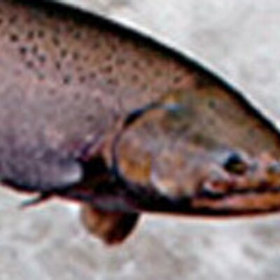 Profile Picture of River Kelvin (@RiverKelvinUK) on Twitter