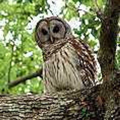 Profile Picture of Robin Andersen (@robina54) on Twitter