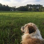 Profile Picture of Hilary and Chris Lakey (@thelakeyfarm) on Instagram