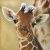 Profile Picture of Jodi Geving Berndt (@jodigeving) on Pinterest