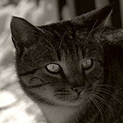 Profile Picture of Steven Pigeon (@stevenpigeon146) on Youtube