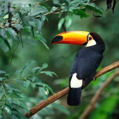 Profile Picture of ToucanIan (@IanRay11) on Twitter