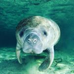 Profile Picture of Amanda Hartman Womack (@ahwomack1) on Instagram