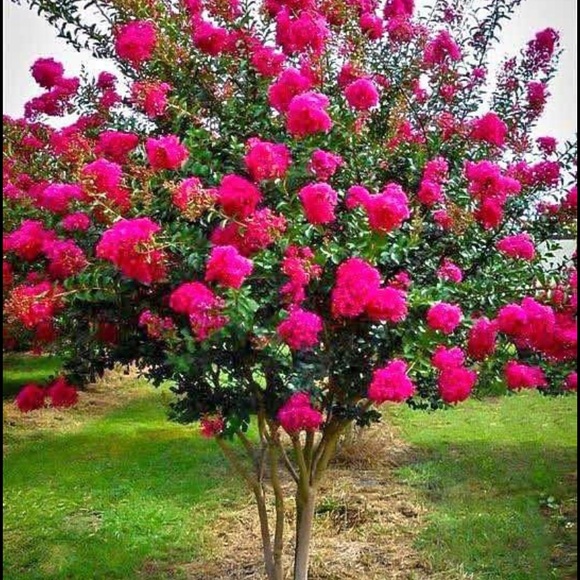 Profile Picture of Herminia Rendon (@herminia_rendon) on Poshmark