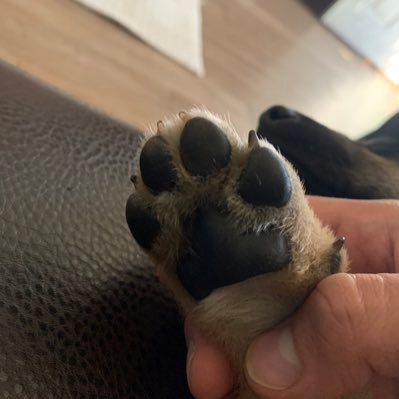 Profile Picture of Luis Simon (@luissimon6) on Twitter