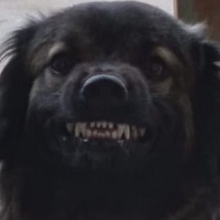 Profile Picture of Estrela._.Cadente (@TetChan89655646) on Twitter