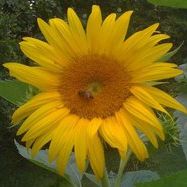 Profile Picture of Nancy Clarke (@nsclarke) on Pinterest