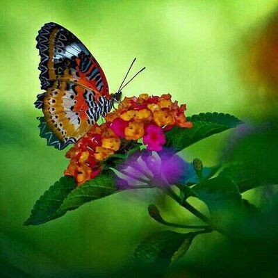 Profile Picture of Rosalba Cabrera (@roghijos29) on Twitter