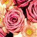 Profile Picture of Ishfaq Ahmad (@nobleperson007) on Pinterest