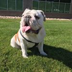 Profile Photo of Brian Sanders (@im_biggie_the_dog) on Instagram