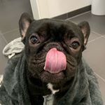 Profile Picture of Knödel 🐶 Frenchie (@knoedelofficial) on Instagram