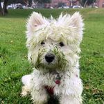 Profile Picture of Romper Room Szymanski (@romperthewestie) on Instagram