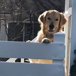 Profile Picture of Michael DiBitetto (@cedartheservicedog) on Instagram