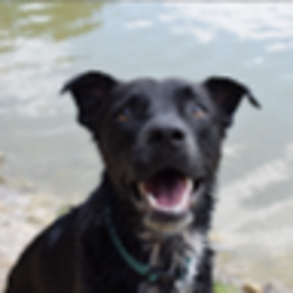 Profile Picture of Ashley Cimarolli (@aacimarolli) on Poshmark