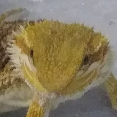 Profile Picture of Nora Kimbrough (@kimbrough_nora) on Twitter