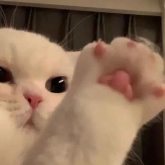 Profile Picture of Savannah Mccahon (@happylol888) on Poshmark