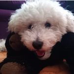 Profile Picture of HaroldWild🐩✨🐾 (@haroldwildangeltv) on Instagram