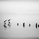 Profile Picture of Peter Zou (@zou6862) on Instagram