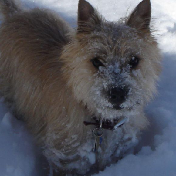 Profile Picture of Janette Pharr (@blootered) on Poshmark