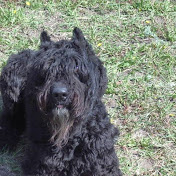 Brian Currey - Youtube Profile Picture of Brian Currey (@pounder1001) on Youtube