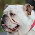 Profile Picture of James Hewitt (@bettybulldog) on Flickr