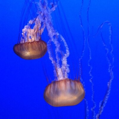 Profile Picture of John Monteleone (@montycabo) on Twitter