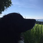 Profile Picture of michael vonaesch (@michael_ringos11) on Instagram