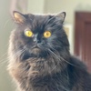 Profile Photo of Trinidad | Persian Cats (@@officialstephanieabraham) on Tiktok