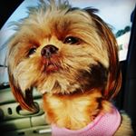 Profile Picture of Adam R Satchell (@icon101__stunt) on Instagram