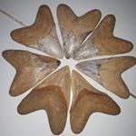 Profile Picture of rodhea fosil (@rolafosil) on Instagram