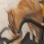 Profile Picture of Juliana Hendriks (@chicken_strips_and_weiners) on Instagram