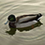 Profile Picture of James Cooke (@JamesACooke) on Flickr