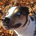 Profile Picture of Harold The Dog (@harold.troutsnout) on Instagram