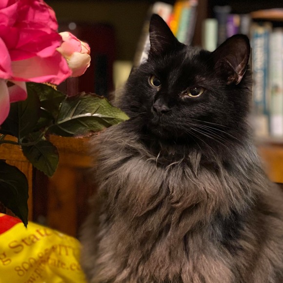 Profile Picture of Sara Schellack (@wonderfulwonder) on Poshmark