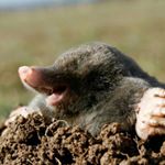 Profile Picture of Joel the moles (@joelthemole17) on Instagram