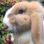 Profile Picture of Ralph Barley💙 ManchesterBun🐝🐰 (@_ralph_the_rabbit_) on Instagram