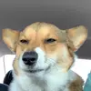 Profile Picture of Tyty (@tylerkfuqua) on Tiktok