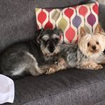Profile Picture of Alison Collins (@alliebella4800) on Instagram