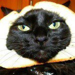 Profile Picture of Scott Lee Shire (@businesscatshire) on Instagram