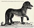 Profile Picture of Beast of Gévaudanon Wikipedia