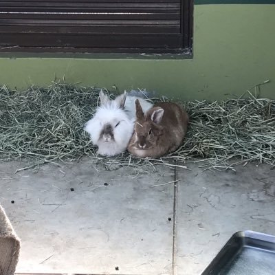 Profile Picture of 園花 (@vCX3baiKHFl7XuW) on Twitter