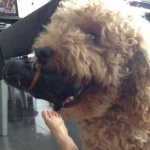 Profile Picture of Peter_perro (@peter_perro) on Instagram