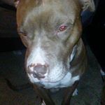 Profile Picture of Jesse Whitt (@jesse.whitt.169) on Instagram