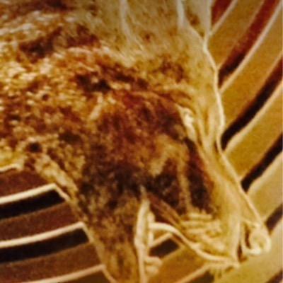 Profile Picture of David Mower (@mower_david) on Twitter