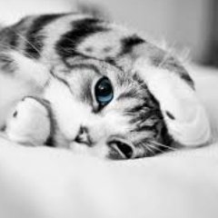 Abraham Francisco - Twitter Profile Picture of Abraham Francisco (@abrahamdeloche) on Twitter