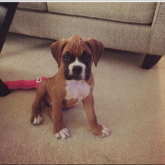 Profile Picture of Dana Dukic (@djanac) on Poshmark